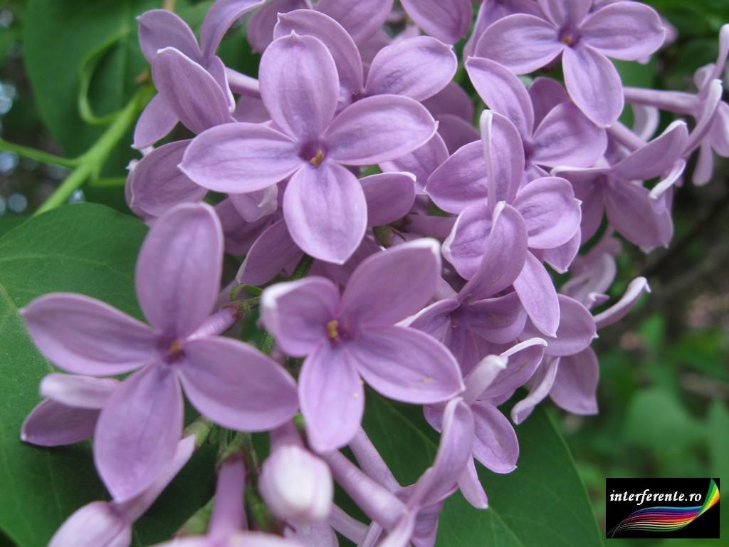 Imagini si poze cu flori de liliac pentru wallpapers avatare desktopuri felicitari